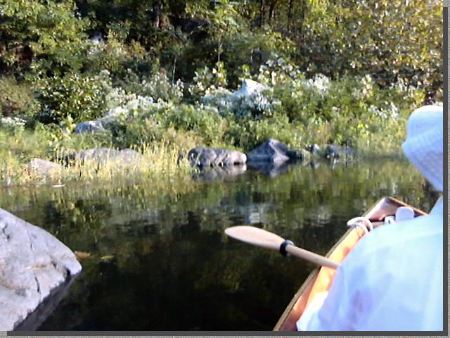 In the rock garden